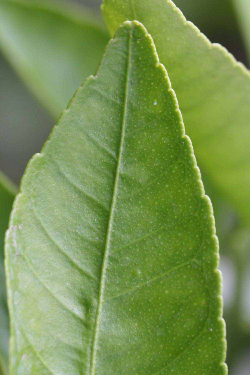              Margin (Riverside, CA)       